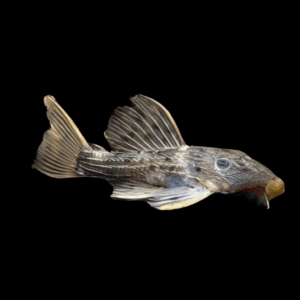 L160 Spiny Monster Pleco Pseudacanthicus Spinosus 6cm