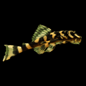 L168 Butterfly Pleco Zonancis Brachyurus 6cm