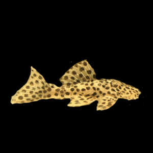L172 Golden Vampire Pleco leporacanthicus Heterodon 6cm