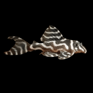 L173b False Zebra Pleco Hypancistrus Sp 5cm