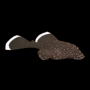 L183 Starlight White Seam Pleco Xenocara Dolichoptera 5cm