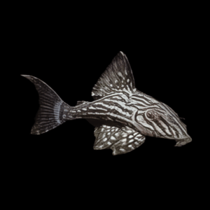 L190 Royal Pleco Panaque Nigrolineatus