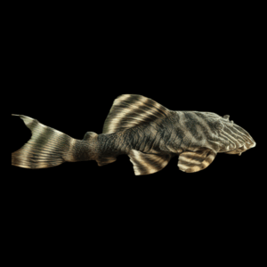 L2 Tiger Pleco Panaqolus Vermiculata 6cm