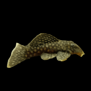 L20 Polka Dot Pleco Spectracanthicus Zuanoni 6cm
