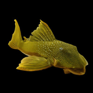 L200 Green Phantom Pleco Hemiancistrus Subviridis