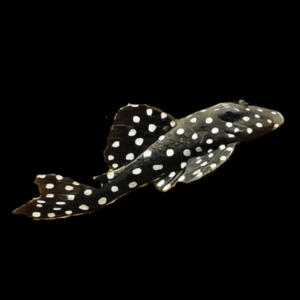L201 Snowball Pleco Hypancistrus Inspector