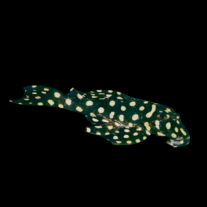 L201a Big Spot Pleco Hypancistrus Contradens 5cm
