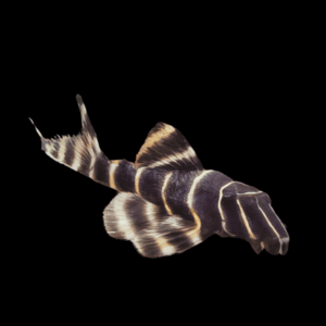 L204 Striped Flash Pleco Panaqolus Albivermis Peru 6cm