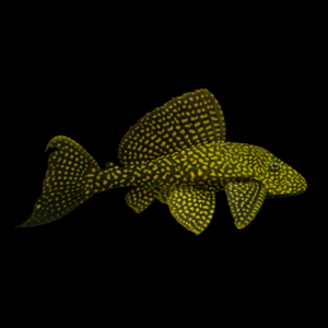 L22 Marbled Sail Fin Pleco Pterygoplichthys Joselimaianus