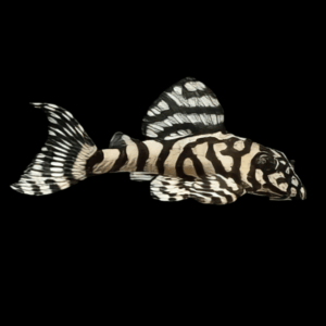 L236 Irini Cracked Zebra Pleco Hypancistrus SP