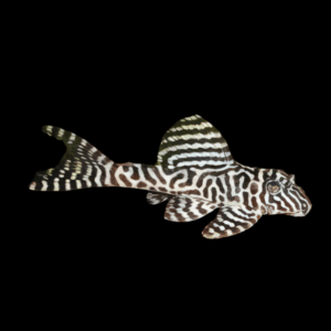 L236 Super White Irini Cracked Zebra Pleco Hypancistrus Sp 5cm