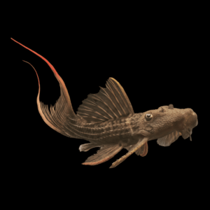 L24 Red Fin Cactus Pleco Pseudacanthicus Pitanga