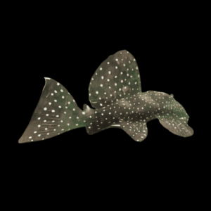 L240 Galaxy Pleco Leporacanthicus cf Galaxias