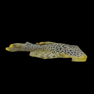 L244 Black Spotted Flyer Pleco Pseudolithoxus Dumus 6cm