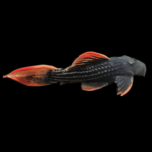 L25 Scarlet Cactus Pleco Pseudacanthicus Pirarara sp