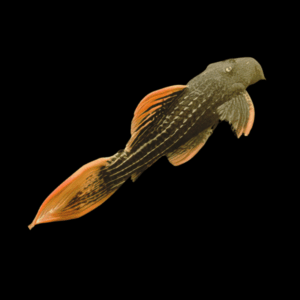 L25 Seven Pointer Red Scarlet Cactus Pleco Pseudacanthicus Pirarara sp