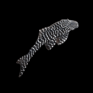 L257 Tiger Pleco Pseudolithoxus Tigris 6cm