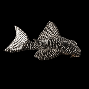 L260 Queen Arabesque Pleco Hypancistrus Sp 6cm