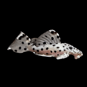 L264 Sultan Pleco Leporacanthicus Joselimai