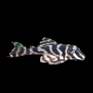 L270 Chocolate Zebra Pleco Hypancistrus Sp 4cm