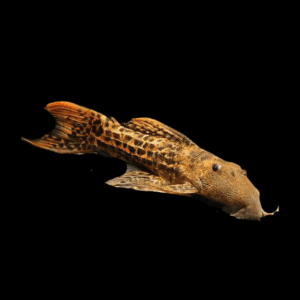 L273 Yellow Titanic Cactus Pleco Pseudacanthicus Sp