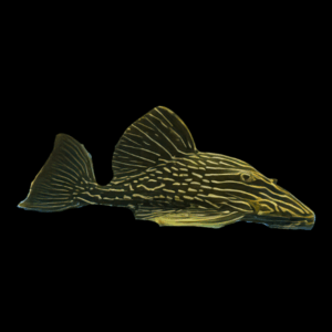 L27b Platinum Xingu Royal Pleco Panaque Ambrusteri