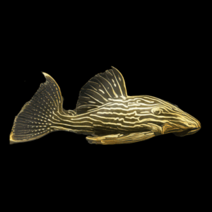 L27c Golden Line Royal Pleco Panaque Ambrusteri Jamanxim
