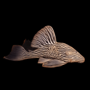L27c Thunder Longnose Royal Pleco Panaque Ambrusteri Xingu