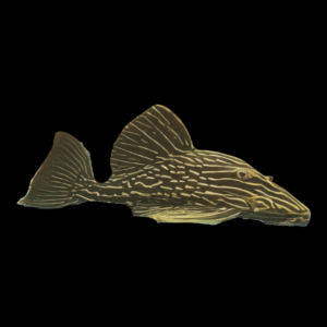 L27d Thunder Royal Pleco Panaque Ambrusteri Teles Pires