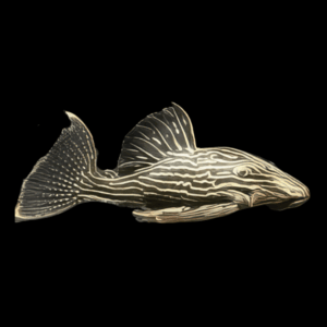 L27d Wood Grain Royal Pleco Panaque Ambrusteri Jamanxim
