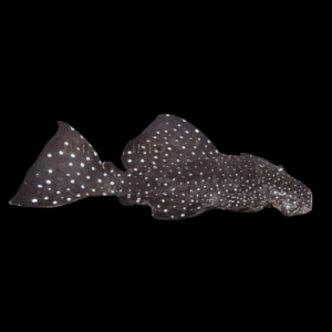 L29 Vampire Pleco Leporacanthicus Galaxias