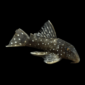 L30 Peppermint Pleco Spectracanthicus Punctatissimus 6cm