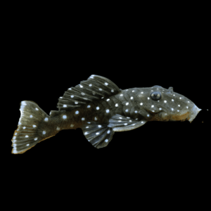 L31 Peppermint Pleco Parancistrus Nudiventris Xingu 6cm