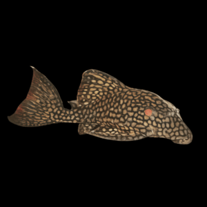 L330 Watermelon Pleco Panaque Nigrolineatus 20cm