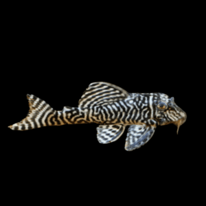 L333 King Tiger Pleco Hypancistrus SP