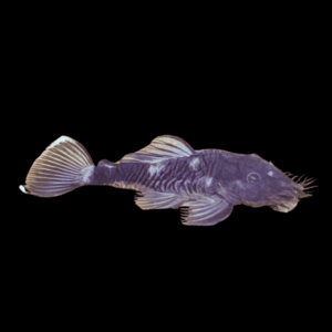 L34 Medusa Pleco Ancistrus Ranunculus 6cm