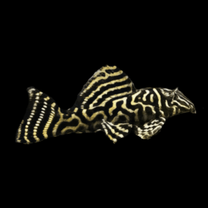 L340 Mega Clown Pleco Hypancistrus Sp 6cm