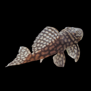 L354 Big Spot Polka Dot Pleco Spectracanthicas Zuanoni 6cm