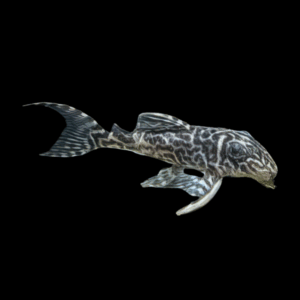 L400 Bello Monte Pleco Hypancistrus Sp