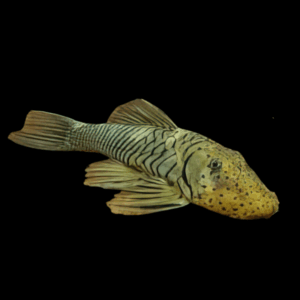 L444 Bulldog Rubber Mouth Pleco Chaetostoma Formosae 5cm