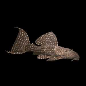 L452 Mustang White Spotted Cactus Pleco Pseudacanthicus Sp
