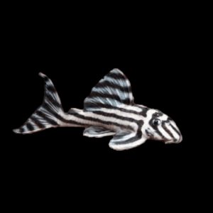 L46 Zebra Pleco Hypancistrus Zebra