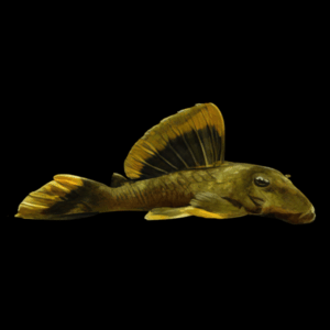 L47 Magnum Orange Mango Pleco Baryancistrus Chrysolomus