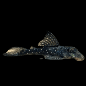 L476 Black Phantom Pleco Hemiancistrus sp 5cm