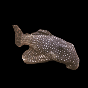 L48 Golden Cloud Pleco Scobiancistrus Pariolispos