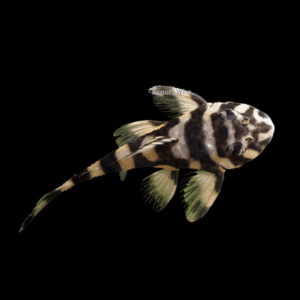 L52 Black and White Butterfly Pleco Dekeyseria Sp 6cm