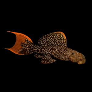 L600 Leopard Cactus Pleco Pseudacanthicus Leopardus
