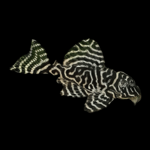 L66 King Tiger Pleco Hypancistrus sp