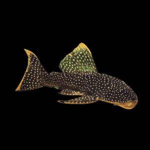 L67 Flat Head Gold Spot Pleco Lasiancistrus 6cm
