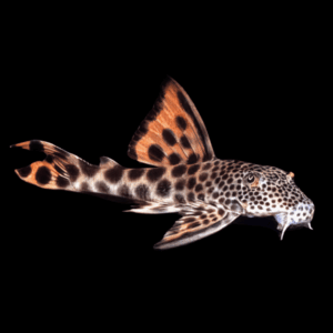 L75 Para Spotted Tail Pleco Hemiancistrus Sabaji
